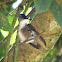Azure-crowned Hummingbird