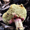 Red cracking bolete