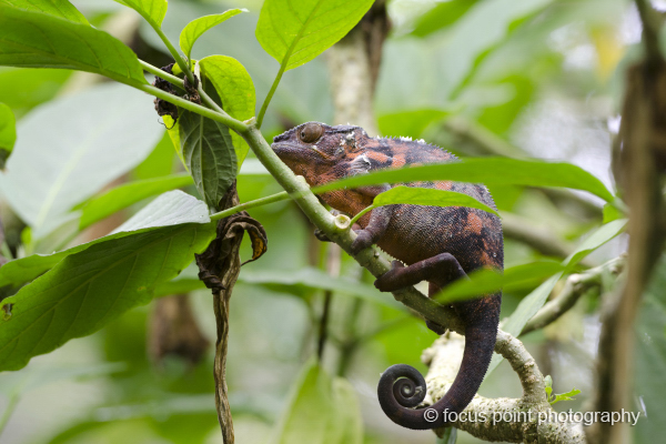 Red panther chameleon