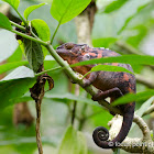 Red panther chameleon