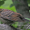 Red-winged blackbird (female)