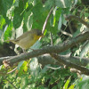 Common Yellowthroat (immature male)