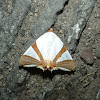 Straight-Edged Eulepidotis Moth