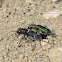 Cow Path Tiger Beetle