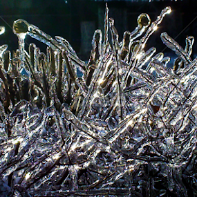 Cryogenic by Daniel Pacurici - Nature Up Close Other plants