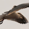 Black-headed gull, flight