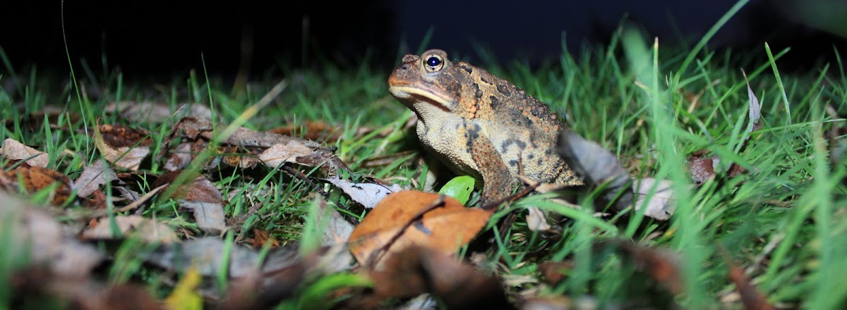 American Toad