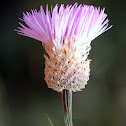 Basket flower