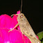 Egyptian Locust (Ανακρίδιο το Αιγύπτιο)