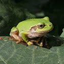 Japanese Tree Frog