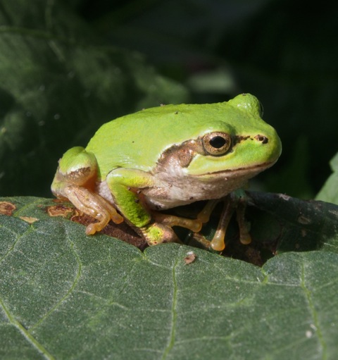 Hyla Japonica 1080P, 2K, 4K, 5K HD Wallpapers Free Download