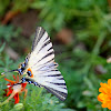Scarce Swallowtail