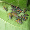 Bordered Plant Bugs (Adults and Nymphs)