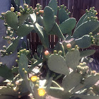 Yellow Beavertail Cactus Flower