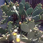 Yellow Beavertail Cactus Flower