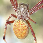 Orb weaver spider