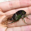 teneral dog-day cicada