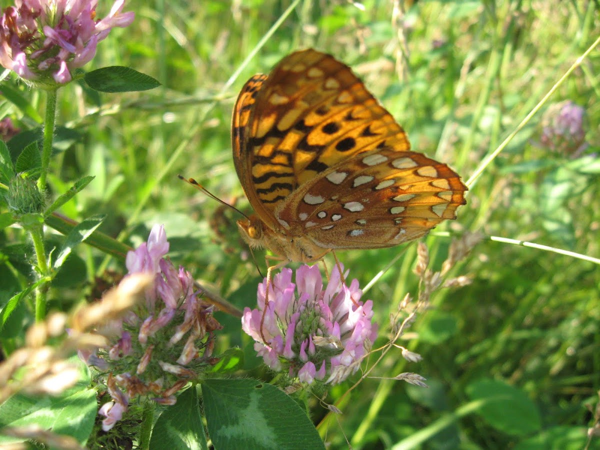 Great Spangled Fritillary