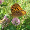 Great Spangled Fritillary