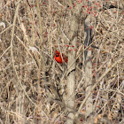 northern cardinal male