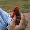 Cardinal