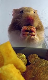 Hamster Eats Live wallpaper Screenshots 3