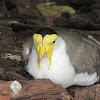 African Wattled Lapwing (Plover)