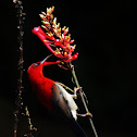 Crimson Sunbird (Male)