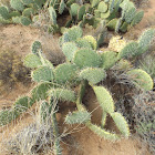 Desert Prickly Pear