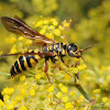 Five-banded Tiphiid wasp (female)