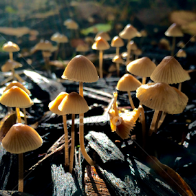 After rain by Ben Liu - Nature Up Close Mushrooms & Fungi