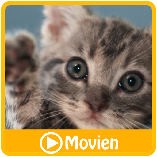 ねこMovien〜ネコのかわいいおもしろ動画〜 LOGO-APP點子