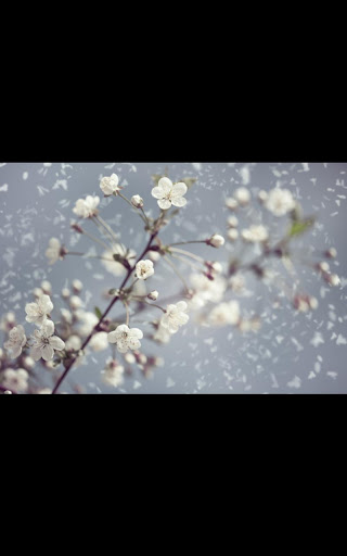 【免費個人化App】Snow Flowers live wallpaper-APP點子