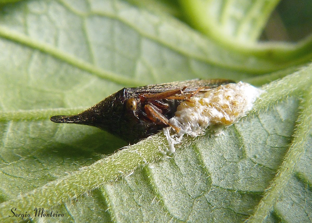 Treehopper with eggs