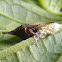 Treehopper with eggs