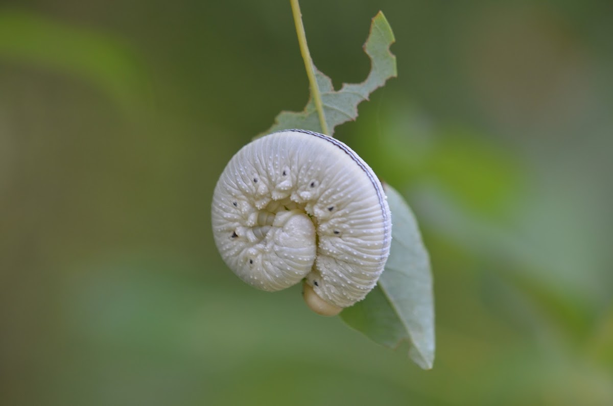 Elm Sawfly