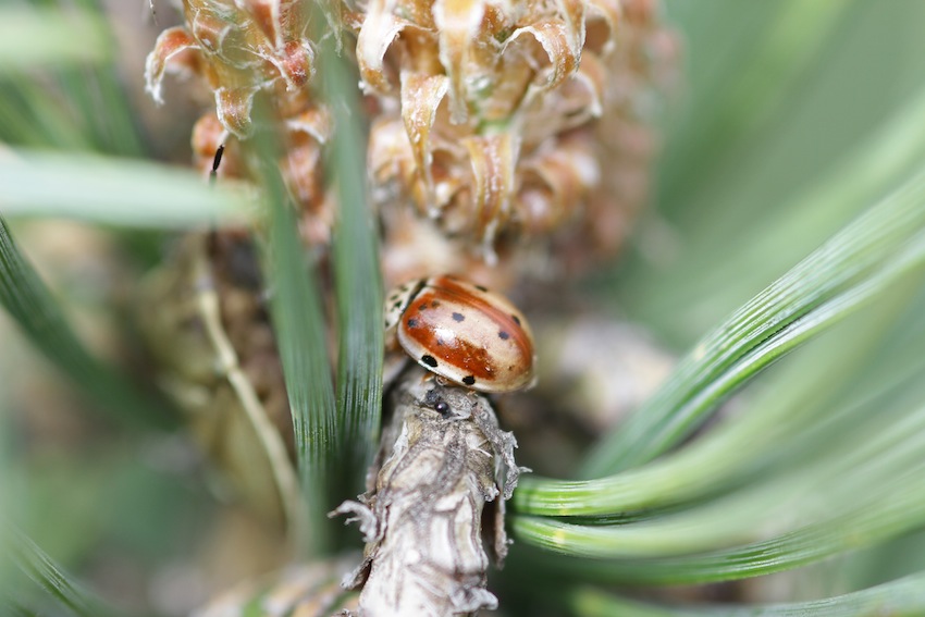 Cream-streaked Ladybird Beetle
