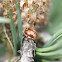 Cream-streaked Ladybird Beetle