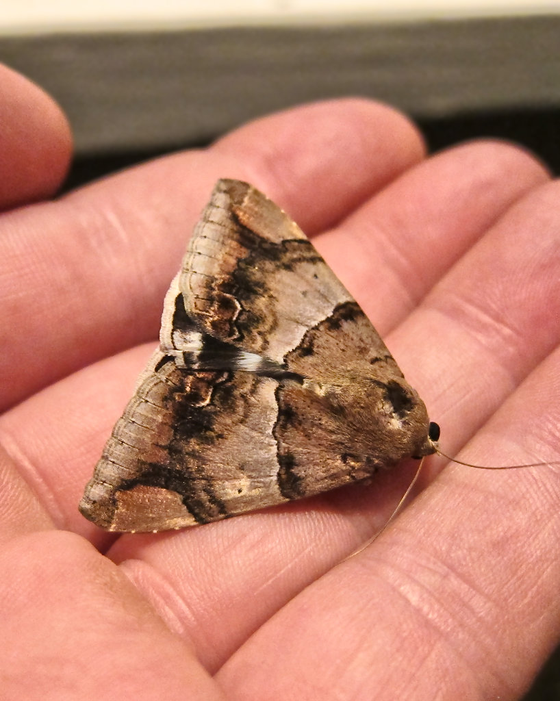 Castor Oil Semi-Looper Moth (captured by Gecko)