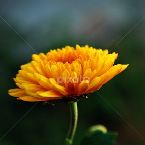 The Glowing Flower  by Varun Pandula - Flowers Flowers 2011-2013