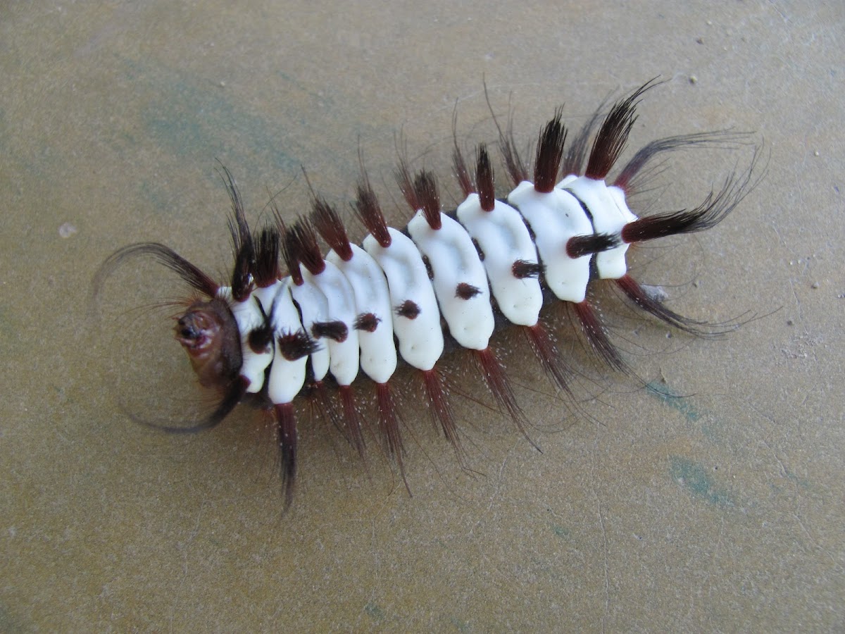 Stinging Flannel Moth Caterpillar