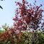 Ciruelo rojo de jardín