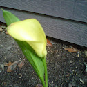 Calla Lilly