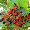 Scarlet Bugs