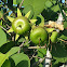 Mangrove Apple