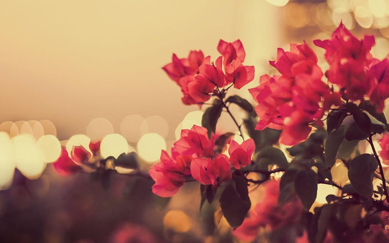 Vintage Flowers Live Wallpaper Android Apps On Google Play