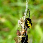 Garden spider webmaking video