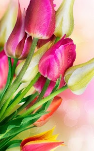 Free Download Colorful Tulips Live Wallpaper APK