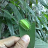 green crowned slug moth