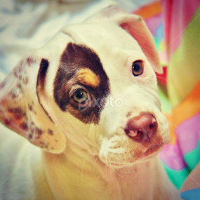 HAPPY DAYS by Rusty Jhorn - Animals - Dogs Portraits